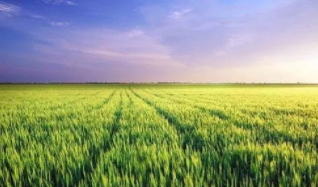 腐植酸肥料标准化获新进展
